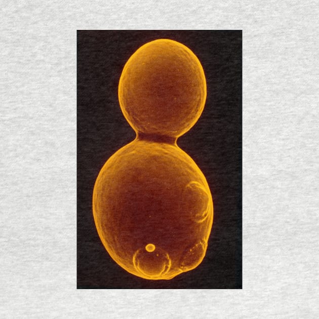 SEM of budding yeast (B250/0175) by SciencePhoto